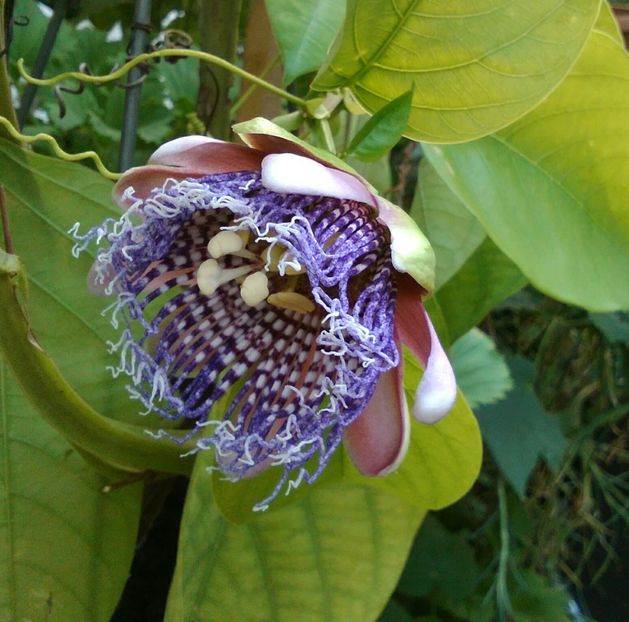  - Passiflora Alata