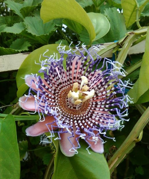  - Passiflora Alata