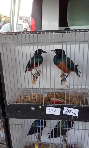  - 14 10 2018 Targ Monor Ungaria