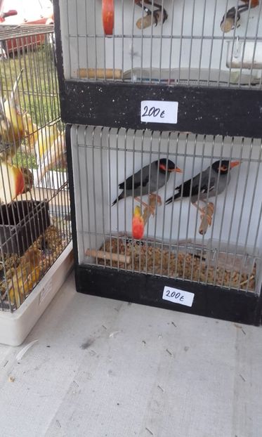  - 14 10 2018 Targ Monor Ungaria