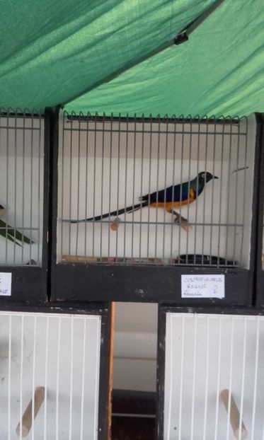  - 14 10 2018 Targ Monor Ungaria