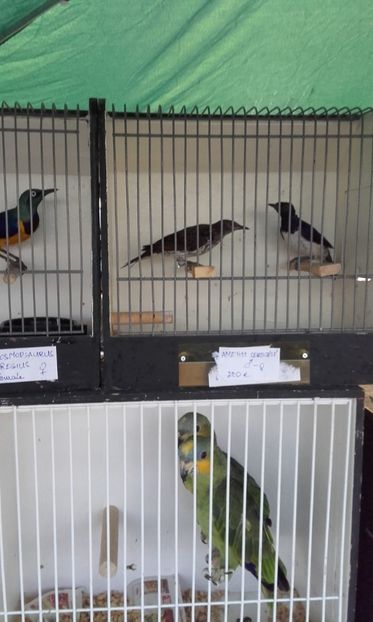  - 14 10 2018 Targ Monor Ungaria