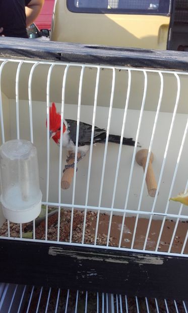  - 14 10 2018 Targ Monor Ungaria