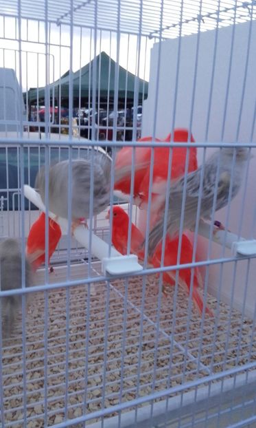  - 14 10 2018 Targ Monor Ungaria