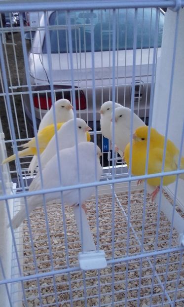  - 14 10 2018 Targ Monor Ungaria