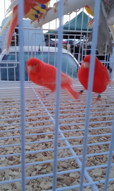  - 14 10 2018 Targ Monor Ungaria