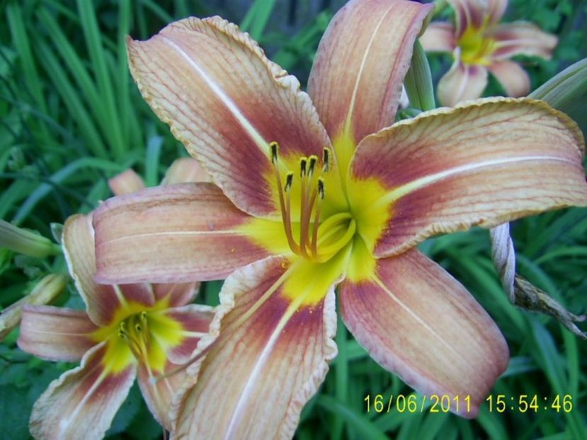  - 11aa Vand hemerocallis si rhus typhina