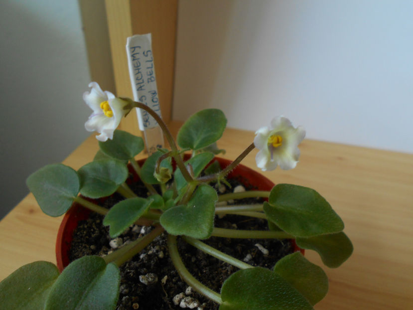  - Senk s Alchemy Yellow Bells