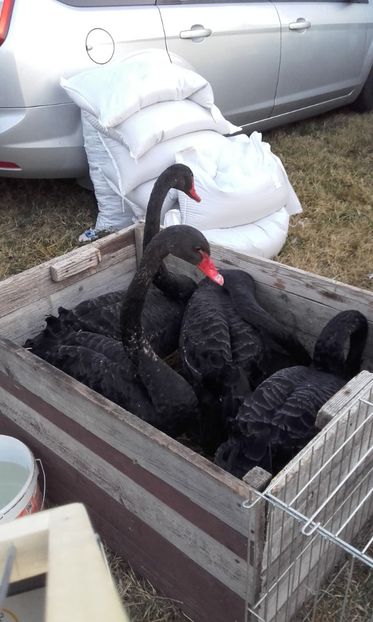  - 14 10 2018 Targ Monor Ungaria