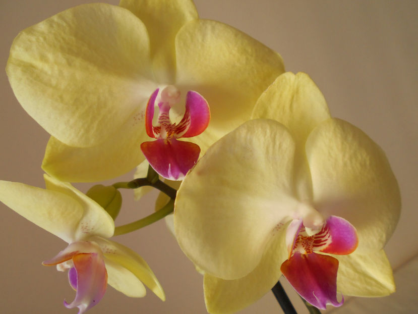  - orhidee 09 Auchan Cluj oct 2018