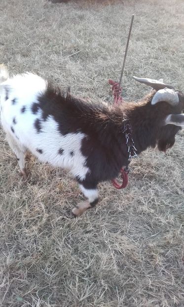  - 14 10 2018 Targ Monor Ungaria