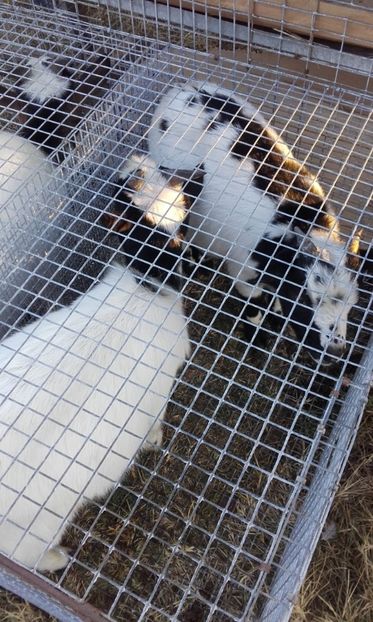  - 14 10 2018 Targ Monor Ungaria