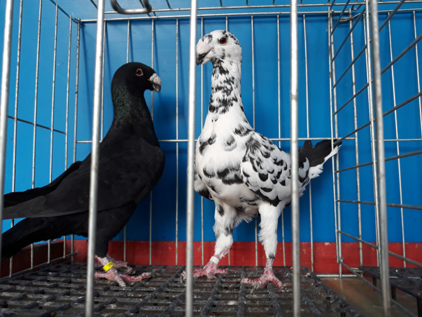  - GERMANI BOBATI SI LA GRAMADA