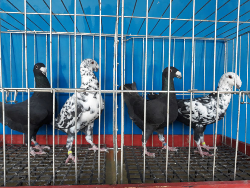  - GERMANI BOBATI SI LA GRAMADA