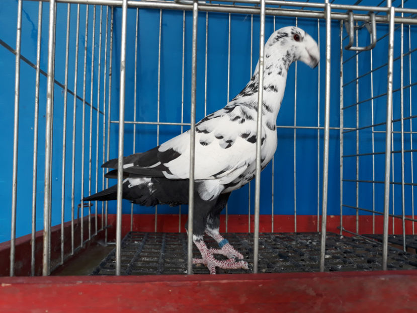  - GERMANI BOBATI SI LA GRAMADA