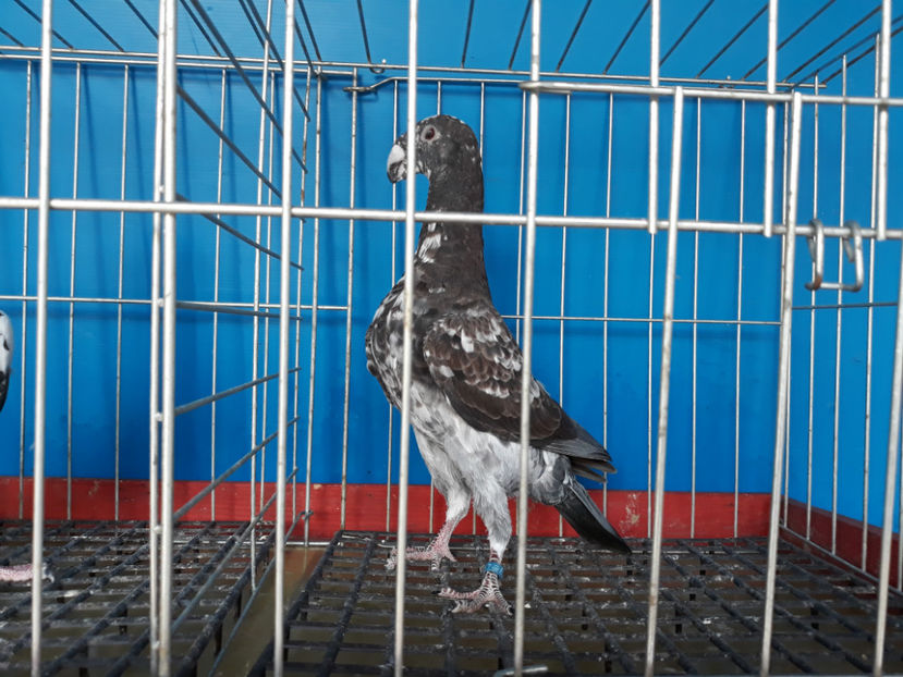  - GERMANI BOBATI SI LA GRAMADA