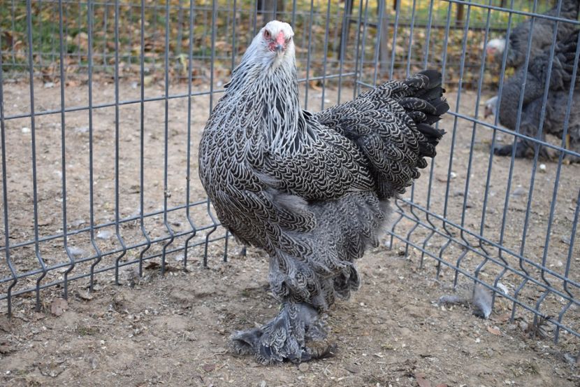  - Puica HI A1352 - 250 lei