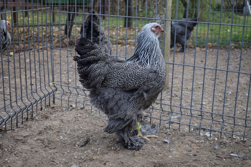  - Puica HI A1352 - 250 lei