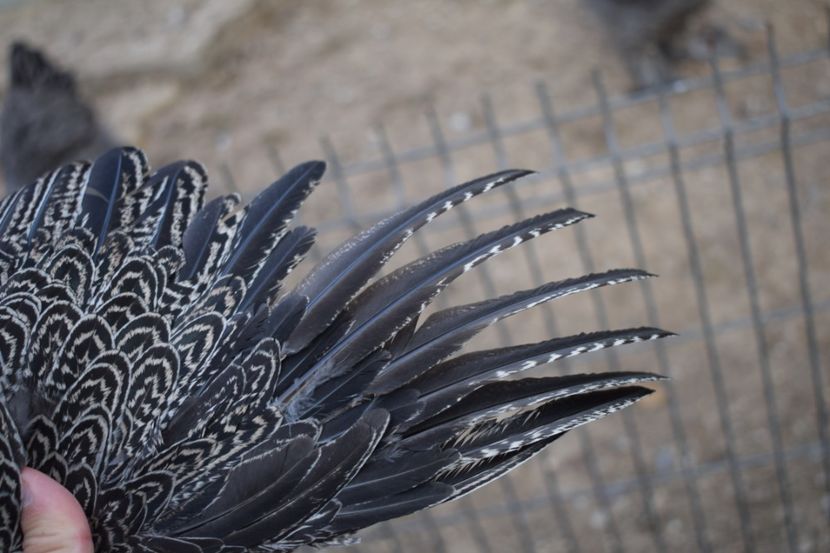  - Puica HI A1352 - 250 lei