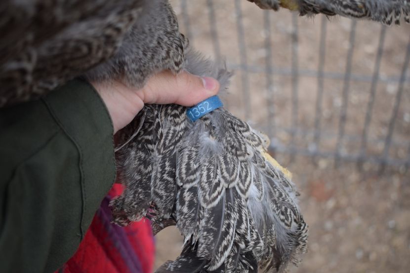  - Puica HI A1352 - 250 lei