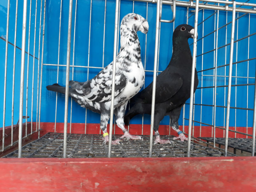  - GERMANI BOBATI SI LA GRAMADA