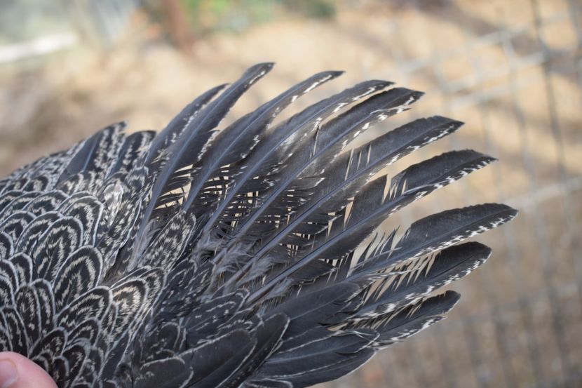  - Puica HI - 120 lei