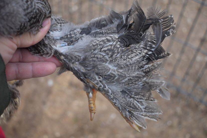  - Puica HI - 120 lei