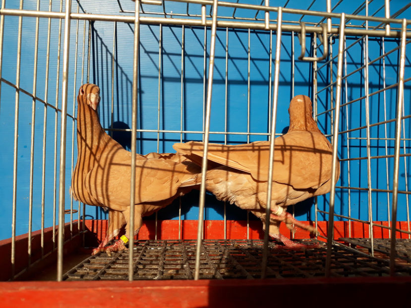  - GERMANI BOBATI SI LA GRAMADA