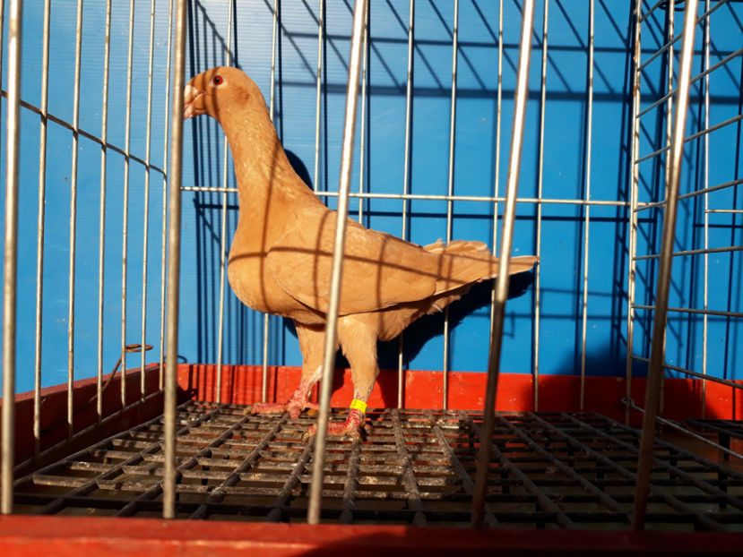  - GERMANI BOBATI SI LA GRAMADA