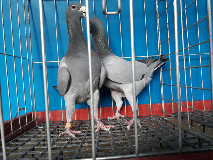  - GERMANI BOBATI SI LA GRAMADA