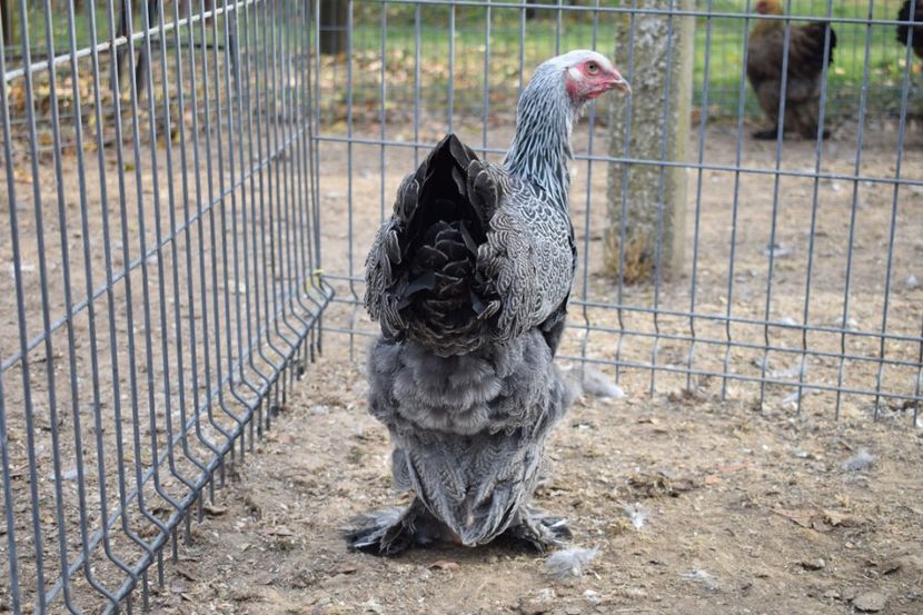  - Puica HI D168 - 150 lei