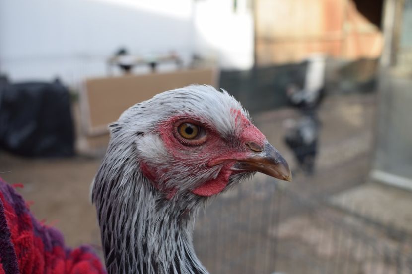  - Puica HI D168 - 150 lei