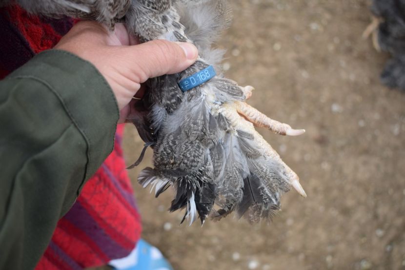  - Puica HI D168 - 150 lei