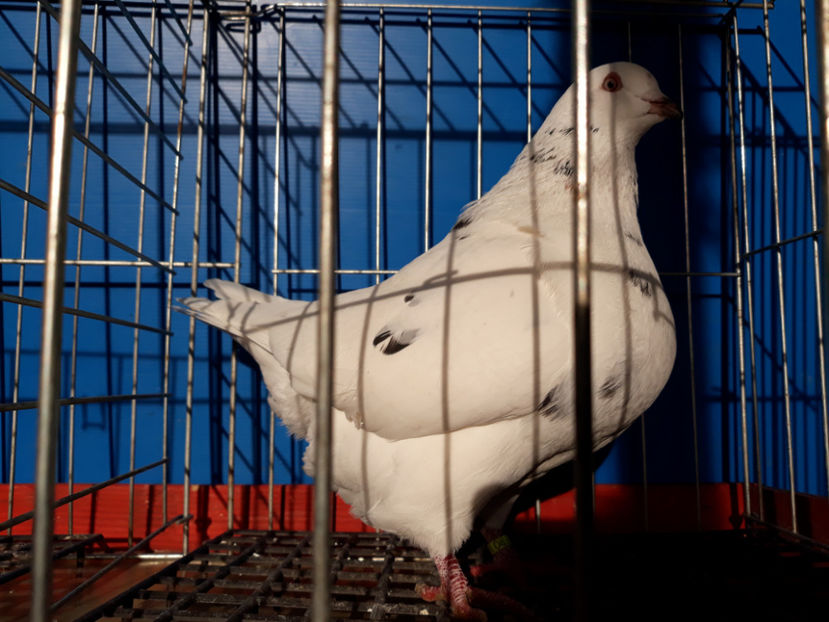  - A TEXANi MATURI SI PUI 2018