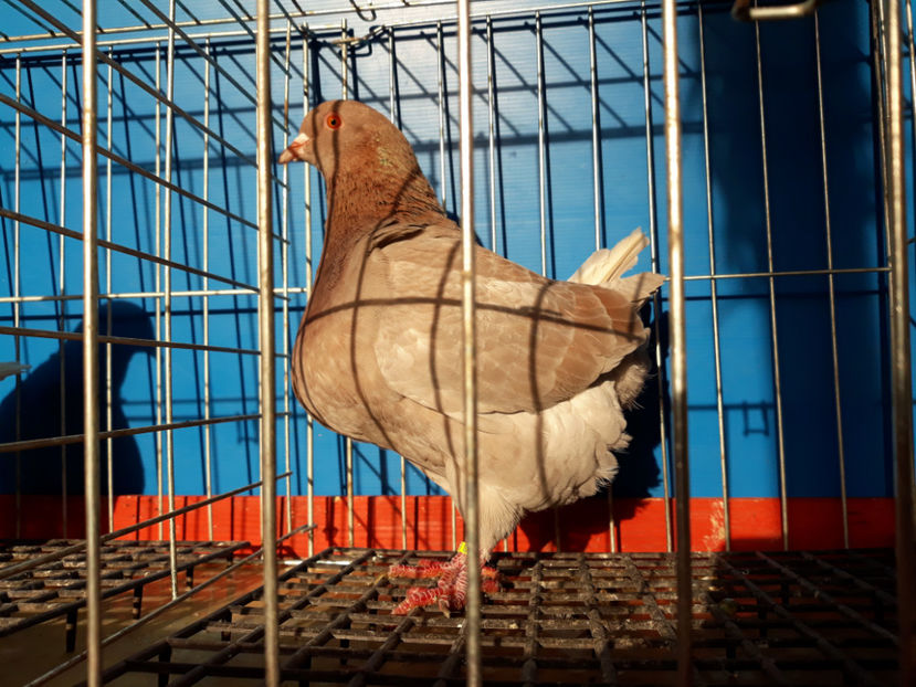  - A TEXANi MATURI SI PUI 2018