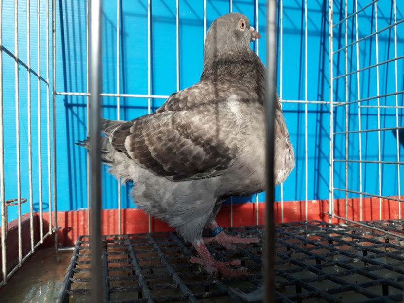  - A TEXANi MATURI SI PUI 2018