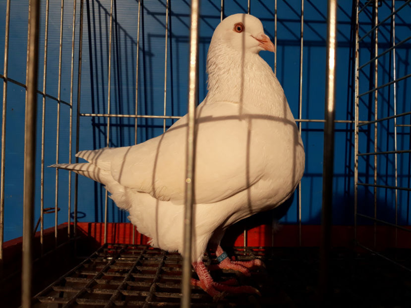  - A TEXANi MATURI SI PUI 2018