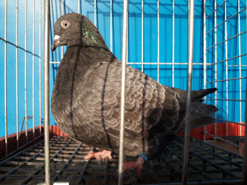  - A TEXANi MATURI SI PUI 2018