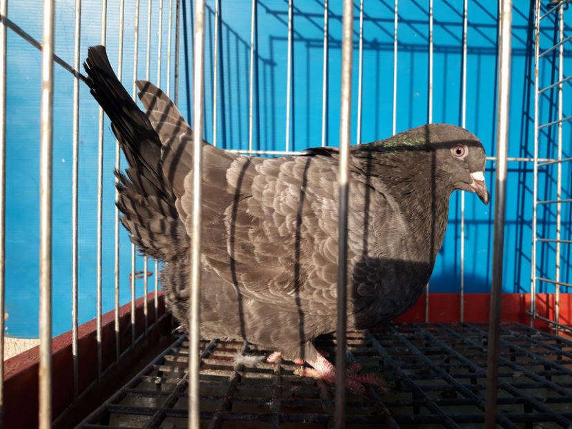  - A TEXANi MATURI SI PUI 2018