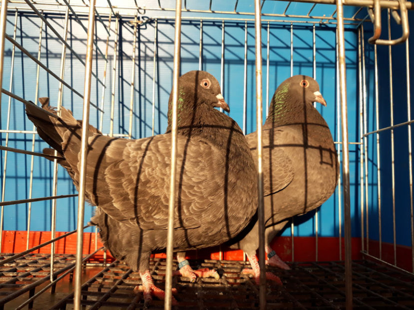  - A TEXANi MATURI SI PUI 2018