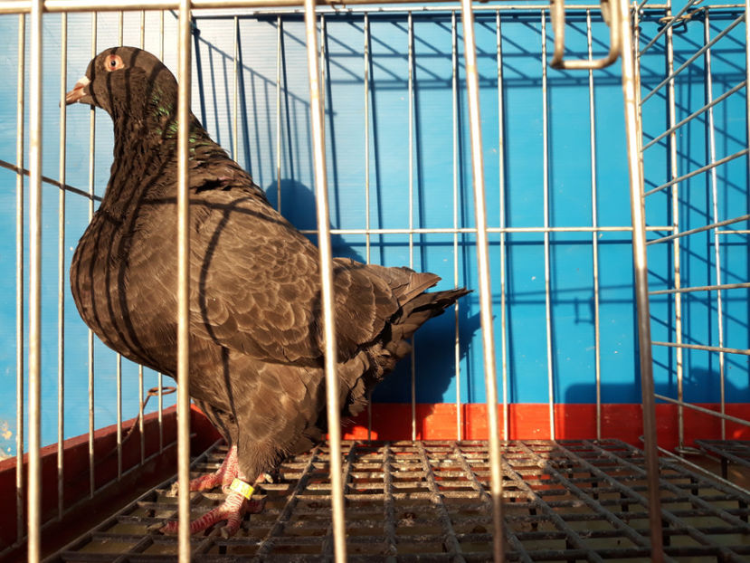  - A TEXANi MATURI SI PUI 2018