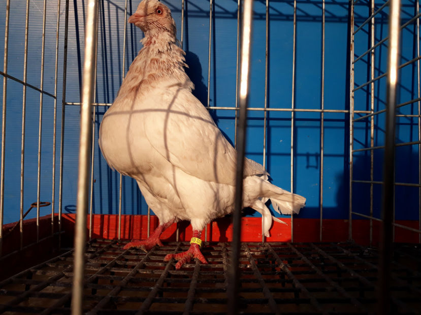  - A TEXANi MATURI SI PUI 2018