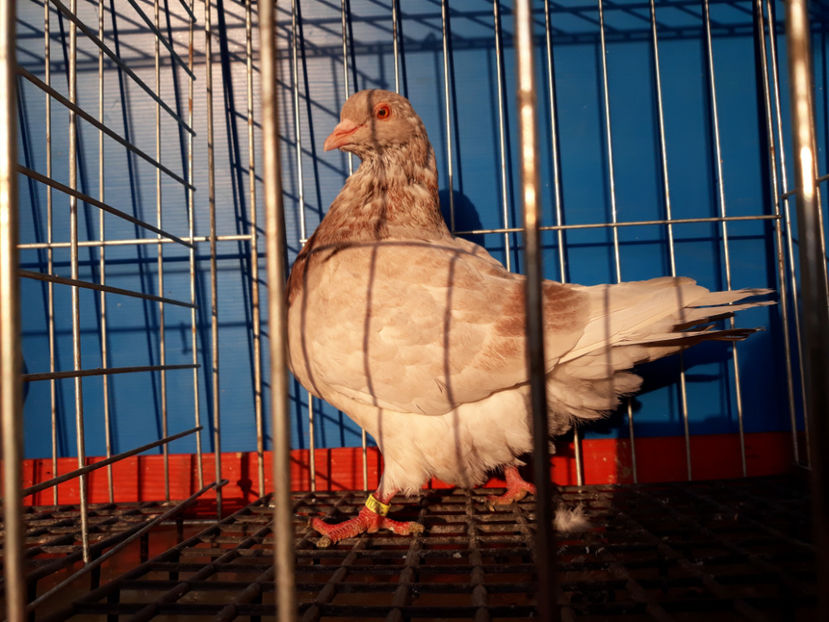  - A TEXANi MATURI SI PUI 2018