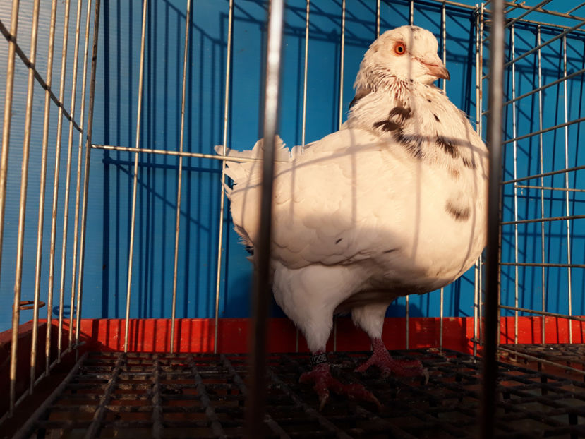  - A TEXANi MATURI SI PUI 2018