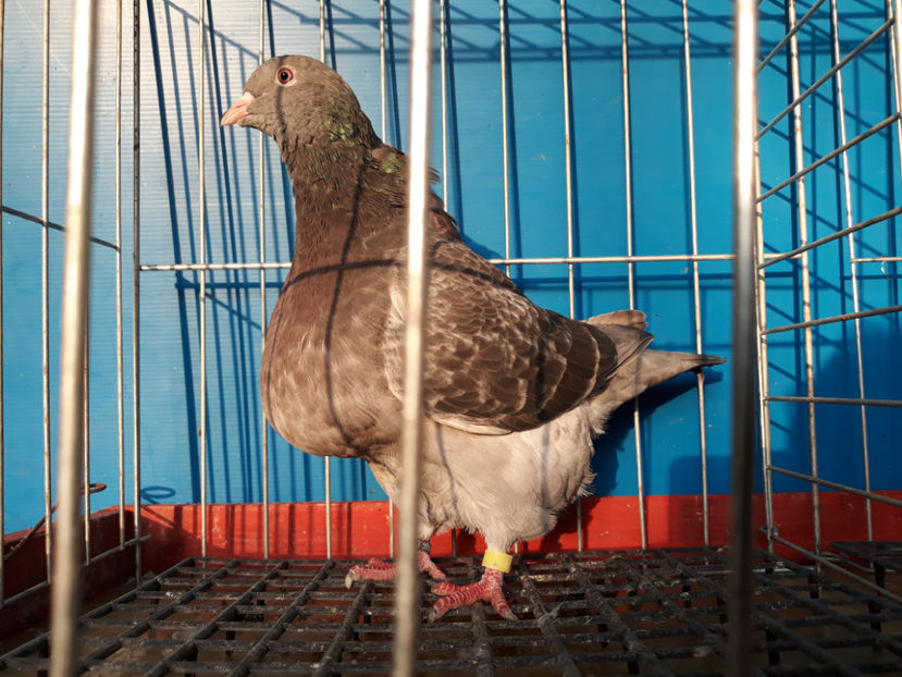  - A TEXANi MATURI SI PUI 2018