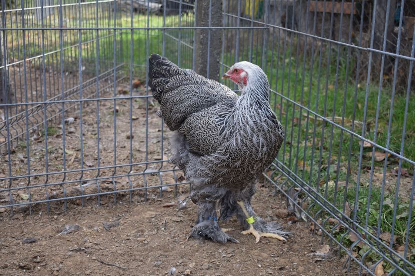  - Puica HI A1364 - 200 lei