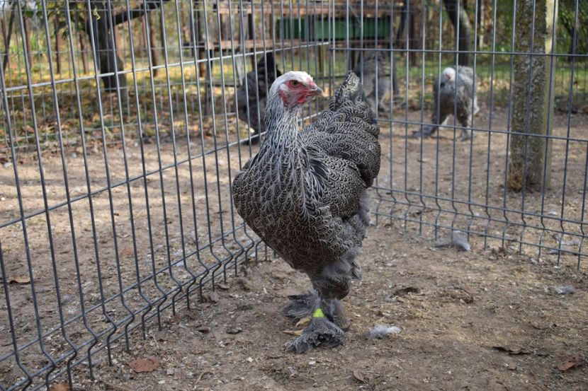  - Puica HI A1364 - 200 lei