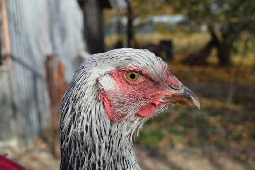  - Puica HI A1364 - 200 lei