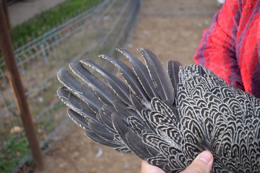  - Puica HI A1364 - 200 lei