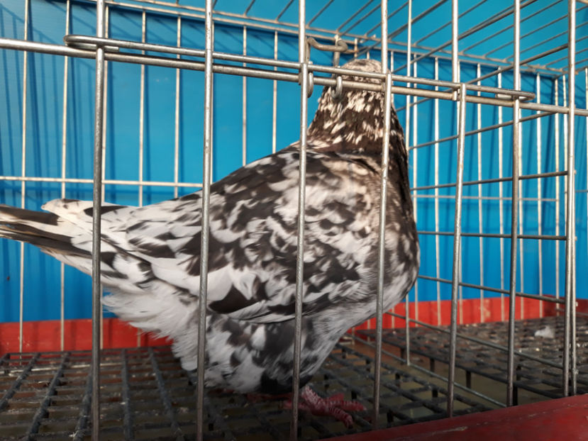  - A TEXANi MATURI SI PUI 2018